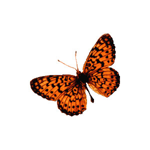 Butterflies - oranges 2 - Polyvore