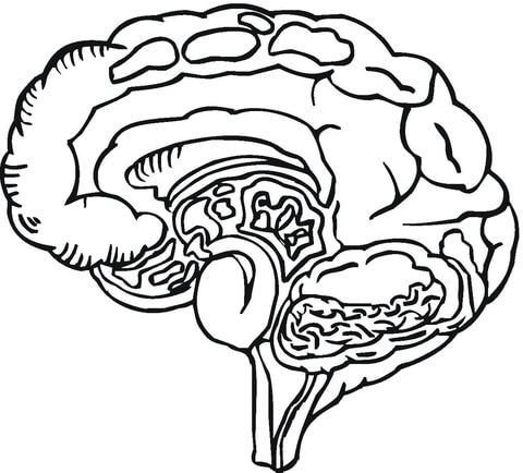 Human Brain coloring page | Free Printable Coloring Pages