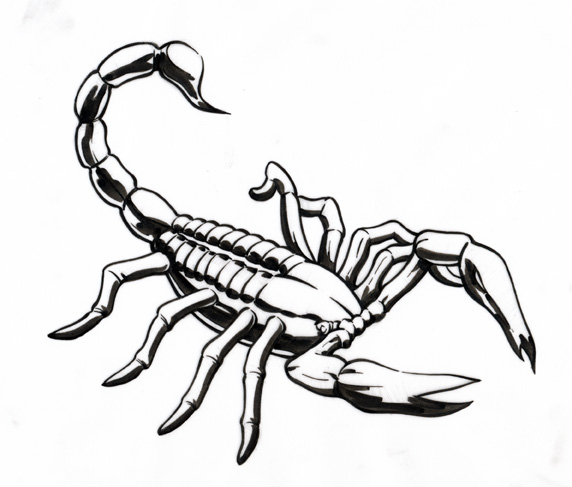 Scorpion Drawing | Free Download Clip Art | Free Clip Art | on ...