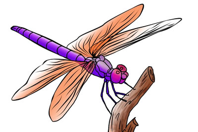 Dragonfly Clipart Black And White - Free Clipart ...