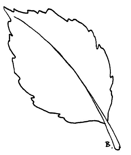 Sunflower Leaf Template - ClipArt Best