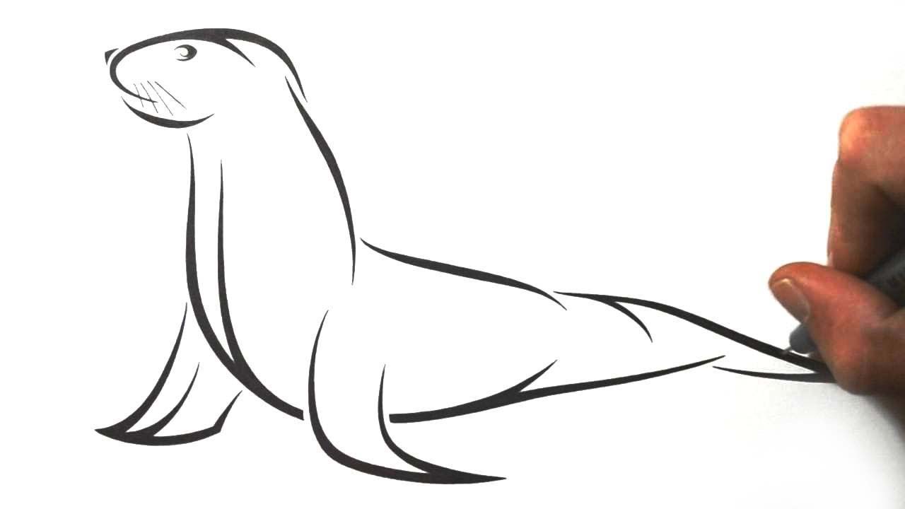 how to draw a cartoon california sea lion clipart best how to draw a cartoon california sea lion clipart best
