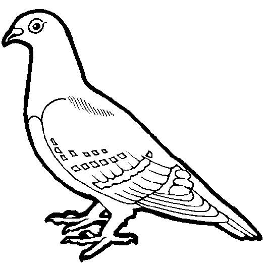 Pigeon Clip Art :: Line Drawing :: Outline | Birds | Pinterest ...