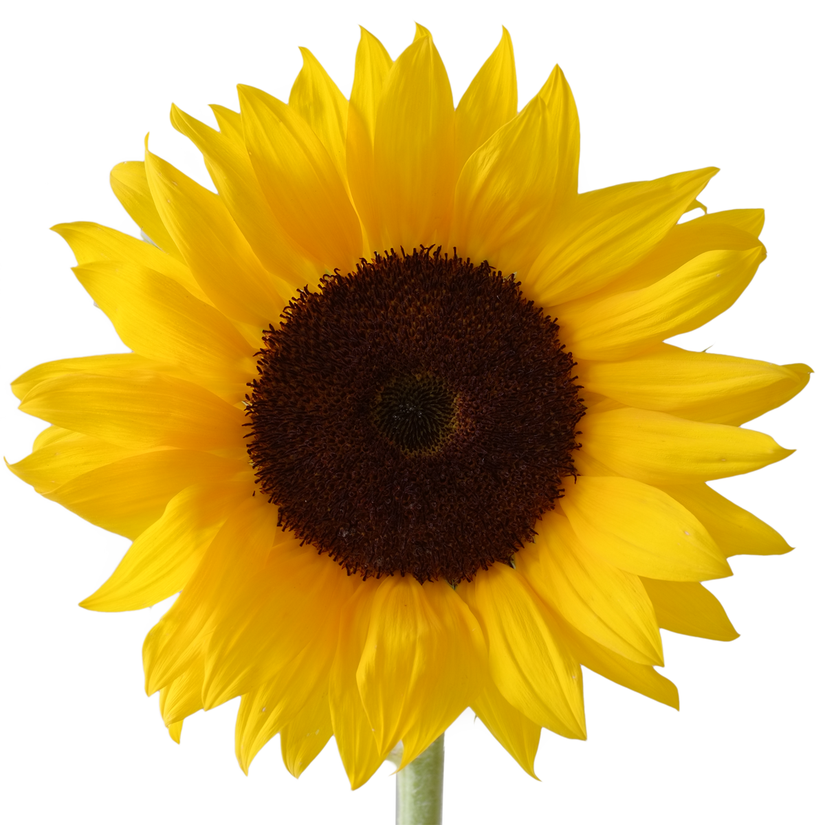 Sunflower Png - Free Icons and PNG Backgrounds