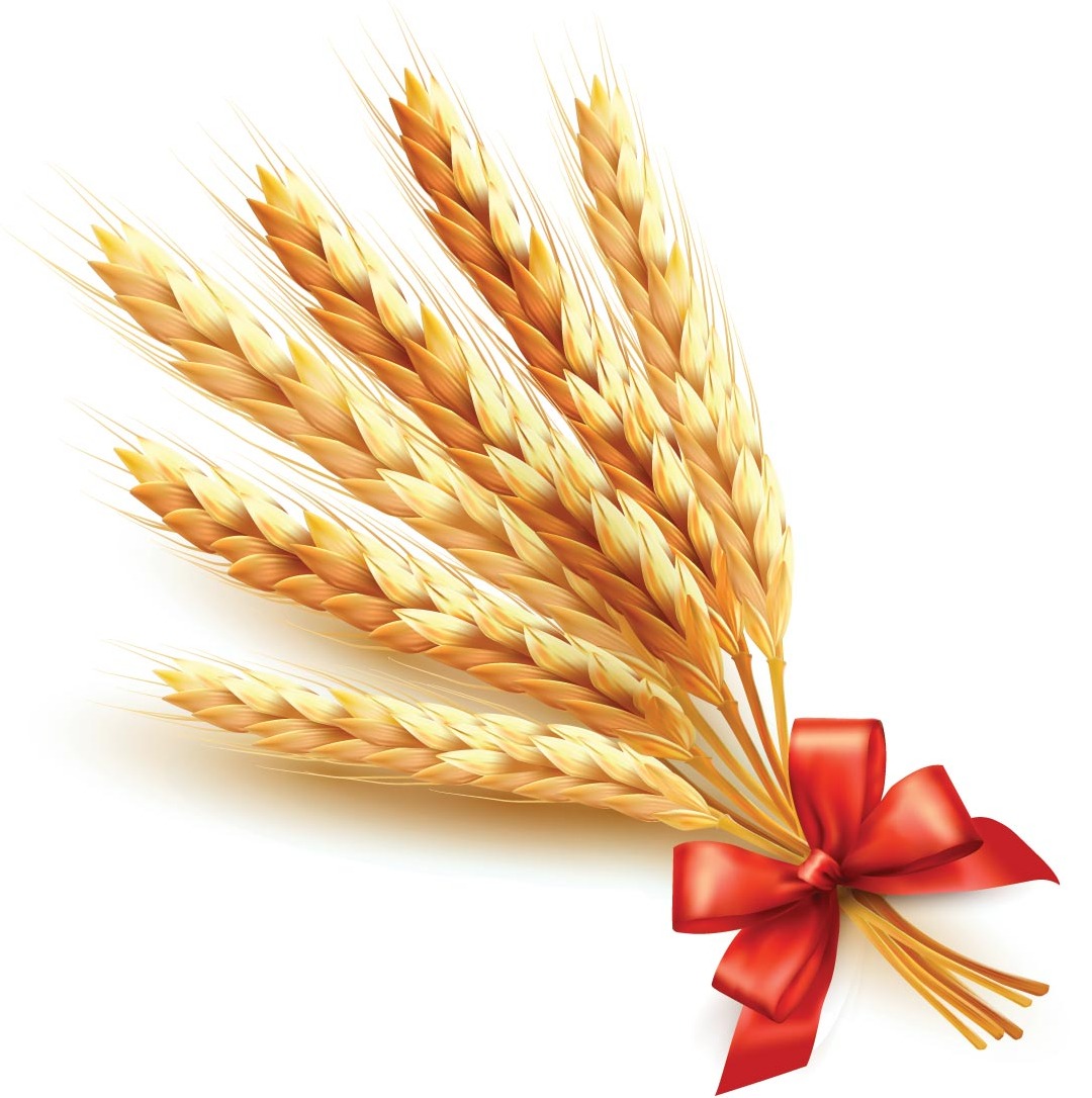 Golden wheat with red ribbon vector background 02 | free vectors ...