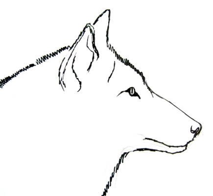 How to draw a Wolf Face