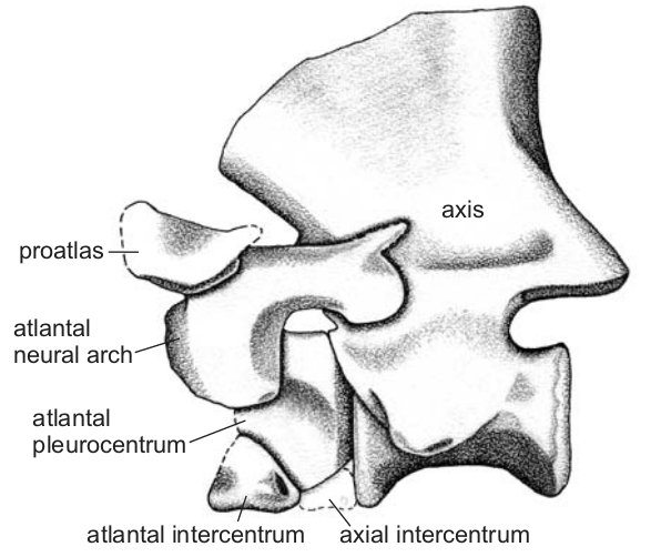 739 views Tutorial | Sauropod Vertebra Picture of the Week