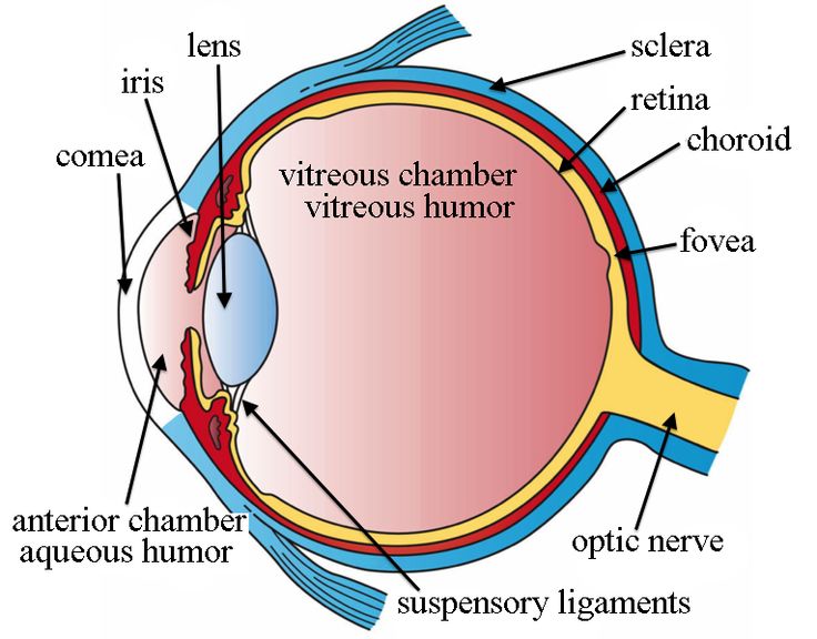 Parts Of Human Eye | Human Eye, The ...