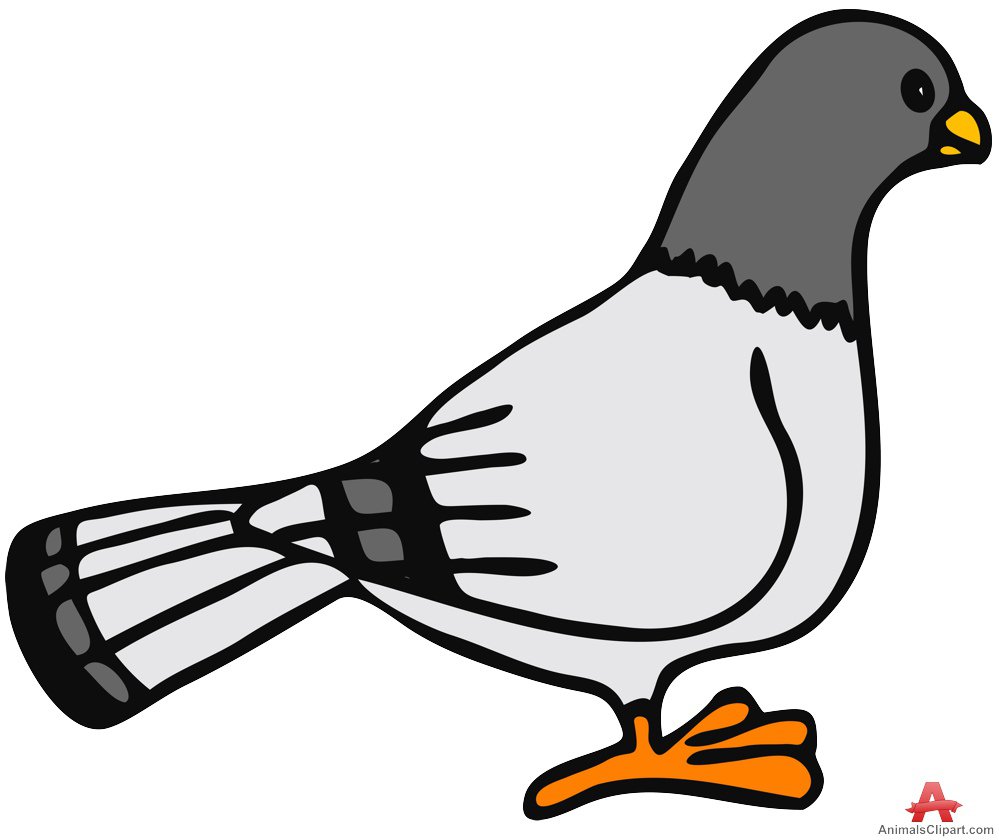 clipart pigeon - photo #15