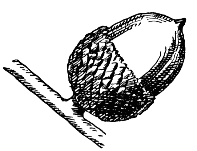 jeffrey pine leaves and acorn drawing jeffrey pine leaves and acorn drawing