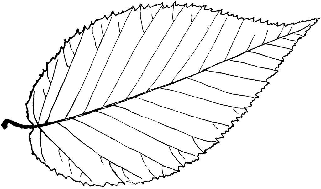 free clipart leaf outline - photo #38