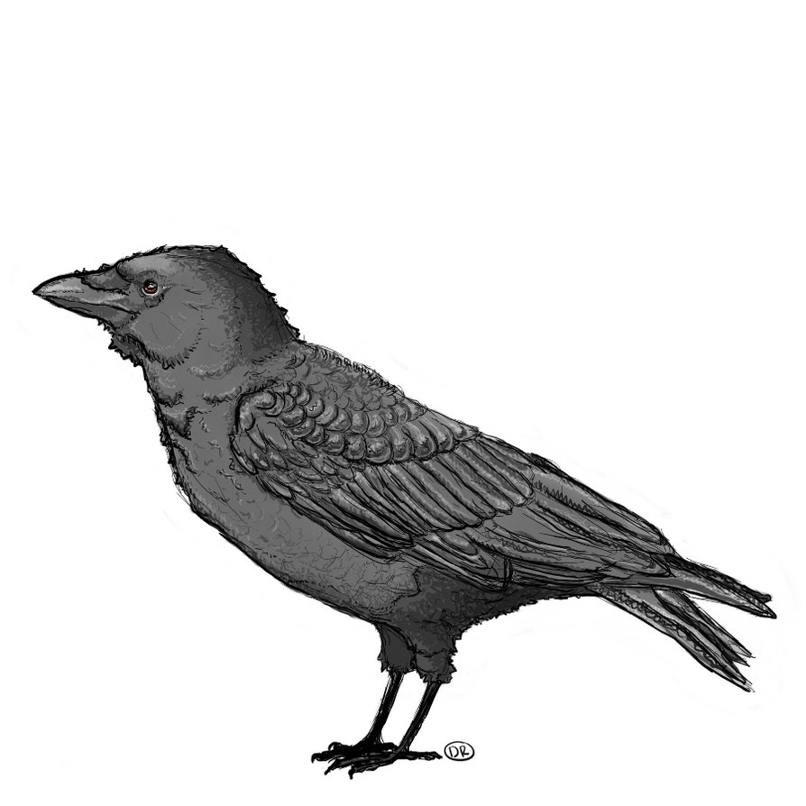 Crow Drawing - ClipArt Best