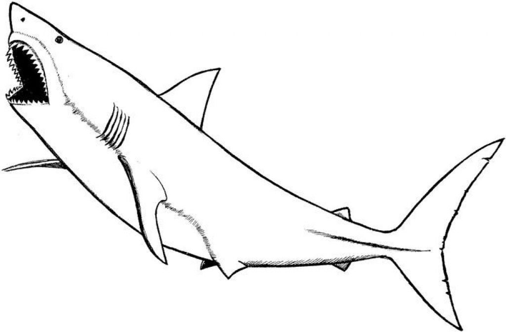 Great White Shark Coloring Page - Eldamian.net