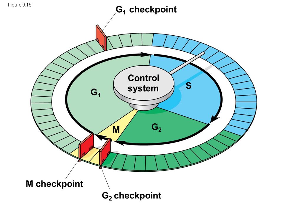 404 views Regulation of the Cell Cycle & Cancer. Concept 9.3: The eukaryotic ...