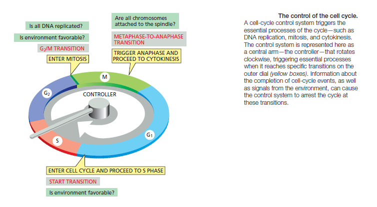 434 views The Cell cycle