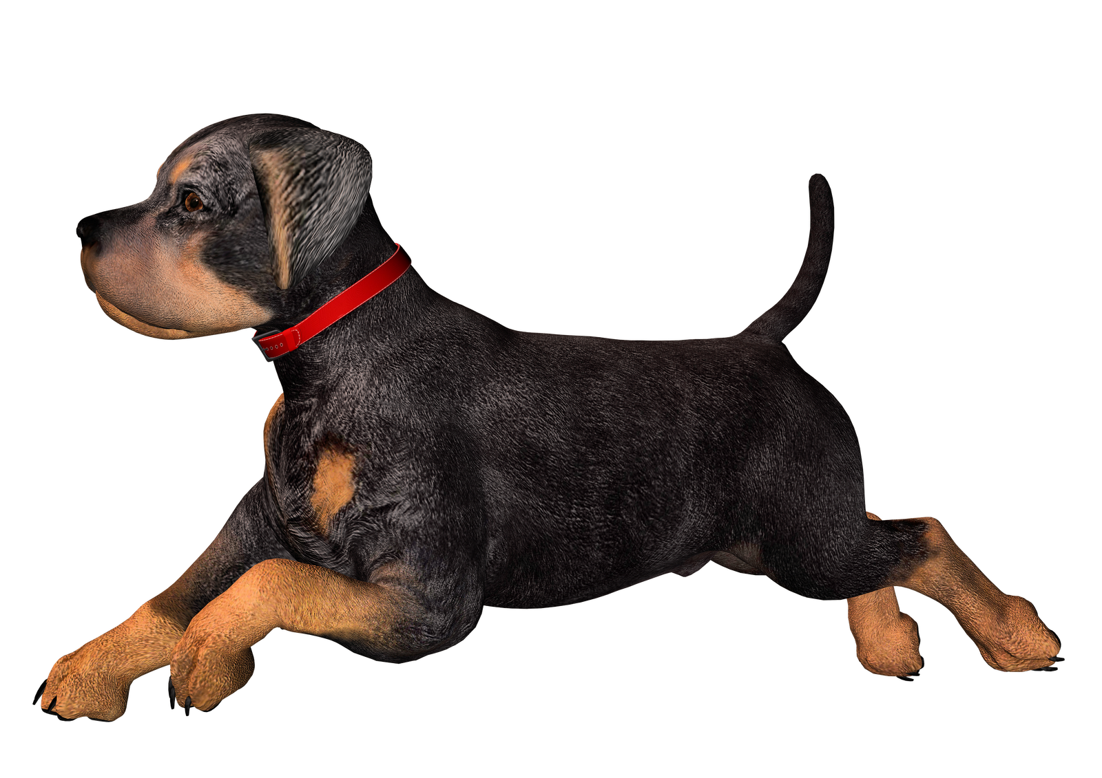 Free High Resolution graphics and clip art: dog png graphics