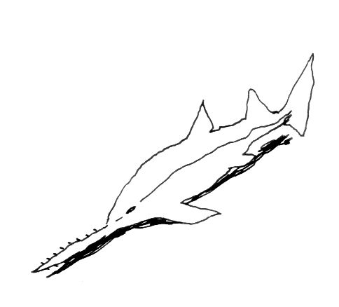 Requin Dessin Clipart Best