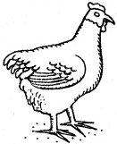 909 views chicken.jpg