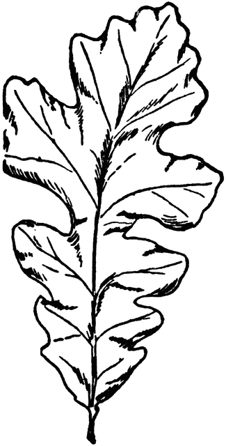 Mossy-Cup Oak Leaf | ClipArt ETC
