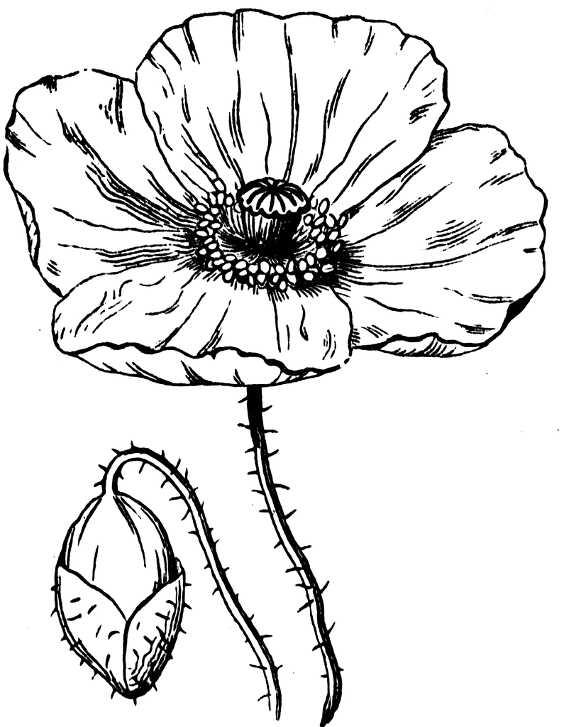 free clipart. line drawings of flowers - photo #14