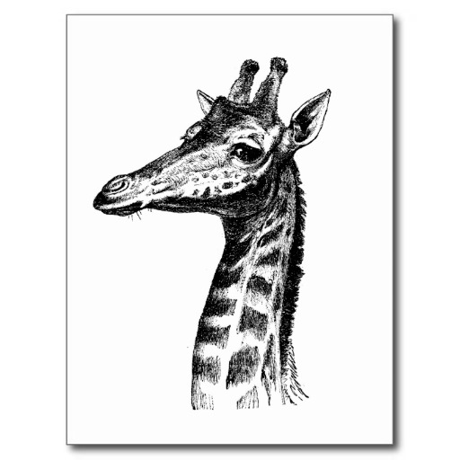 Giraffe Illustration Postcards & Postcard Template Designs