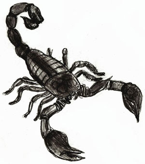 How to Draw a Scorpion - Draw Step by Step