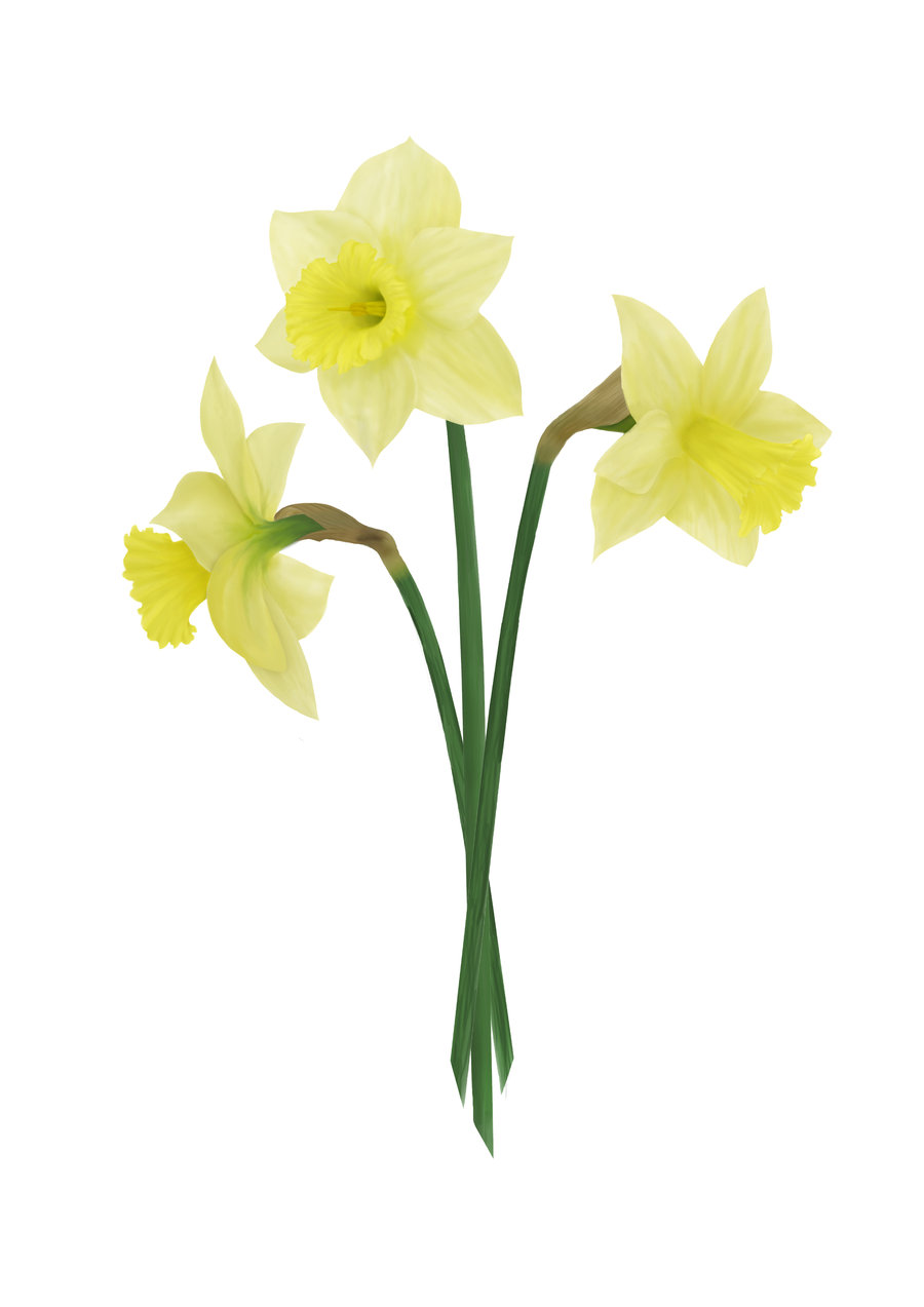 free clip art daffodil border - photo #37