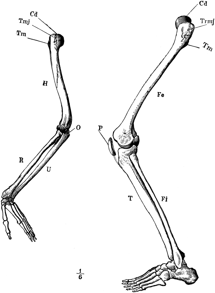 Human Leg Bones Clipart
