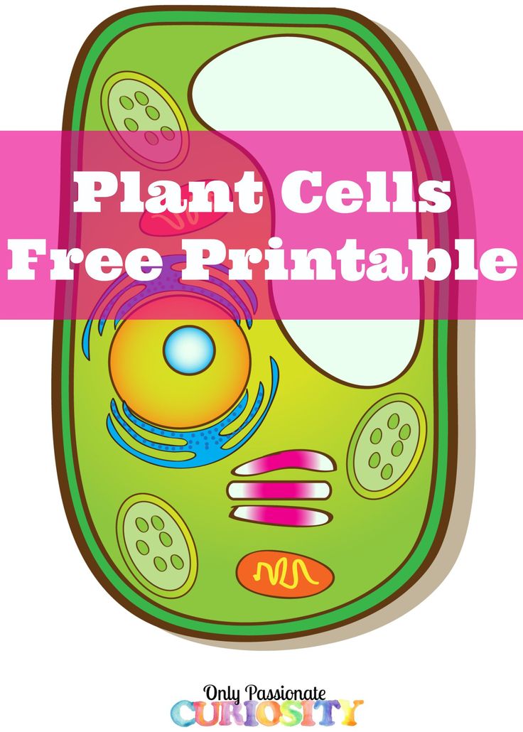 Plant Cell Labeled | Science Cells ...