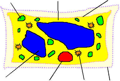 Simple Animal Cell And Plant Cell - ClipArt Best