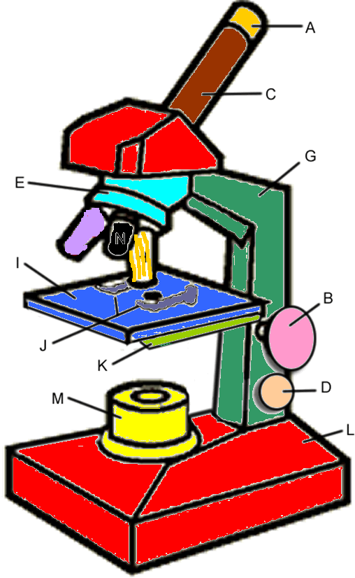 Parts Of A Microscope Worksheet - ClipArt Best