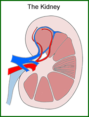 Structure of a Kidney Nephron: Basic Diagram of a Kidney Nephron