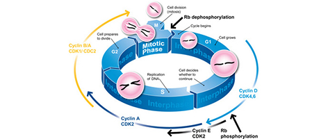 Flow cytometric analysis of cell cycle with propidium iodide