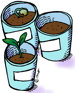 sprouting plants (in color) - Clip Art Gallery