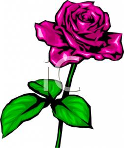 A_Bright_Pink_Rose_100219-152243-678009.jpg