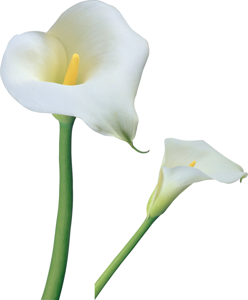clip art calla lily flower - photo #1
