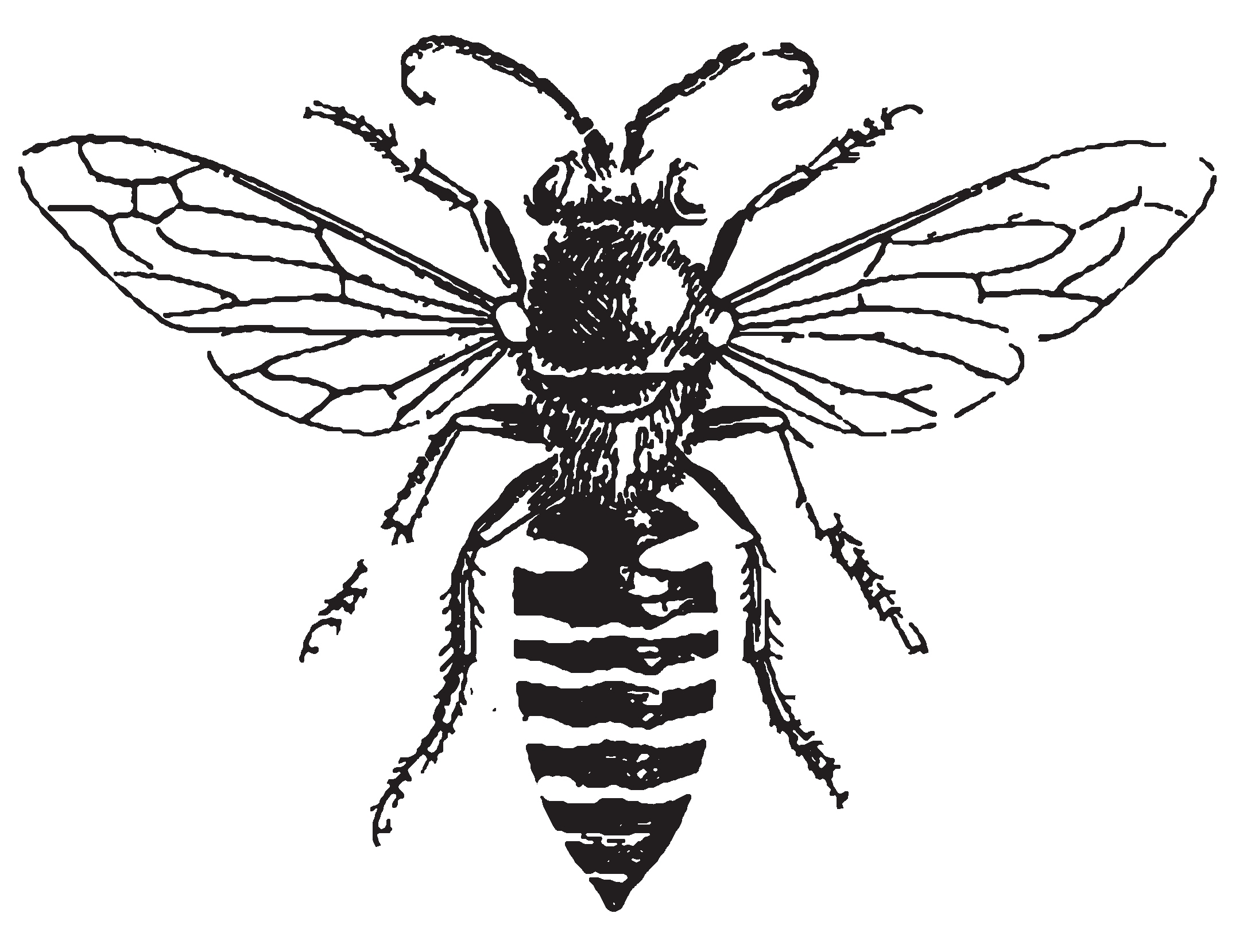 honey bee clipart black and white - photo #28