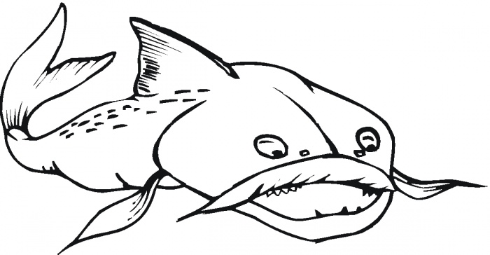 Catfish Drawing - ClipArt Best