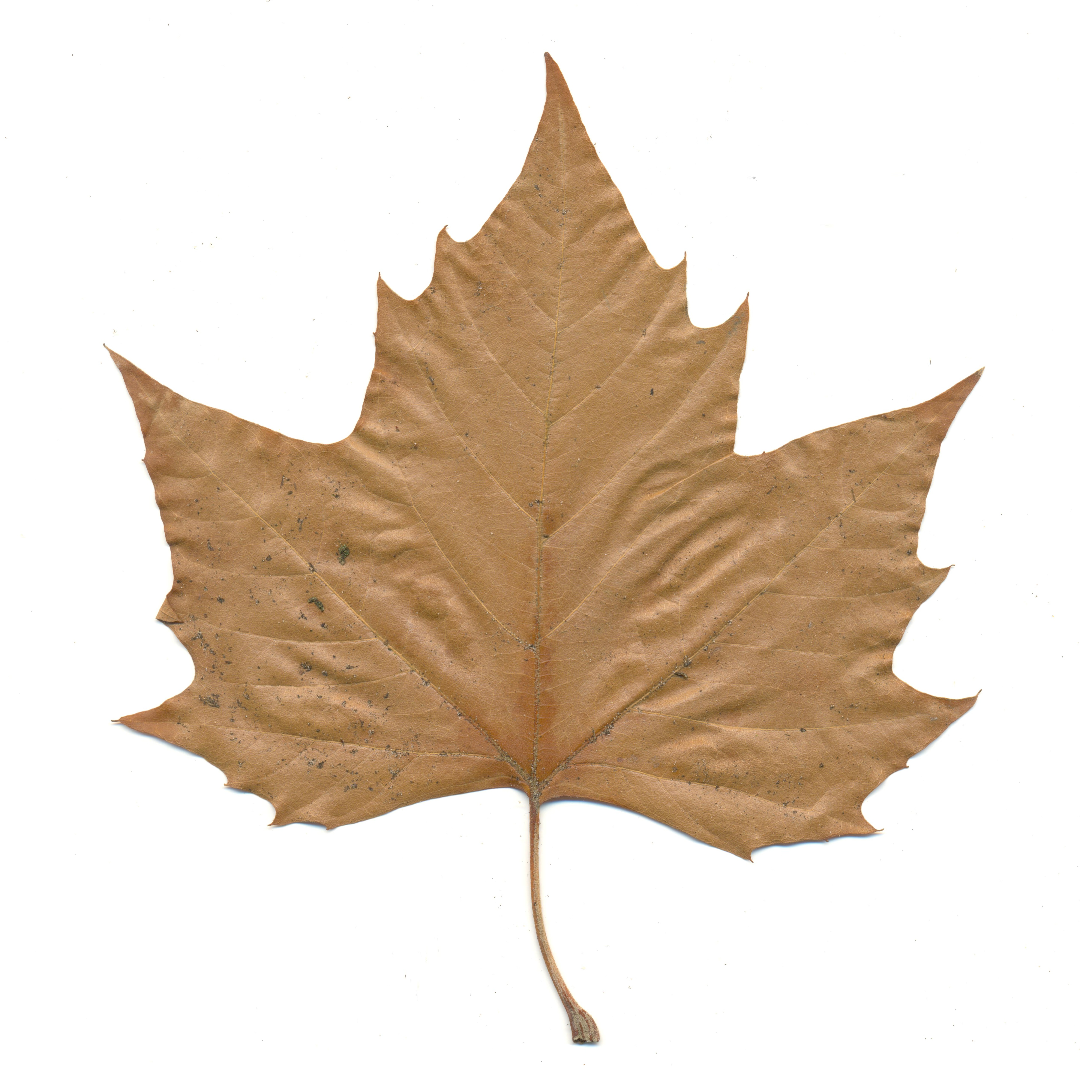 Single Leaves Pictures - ClipArt Best