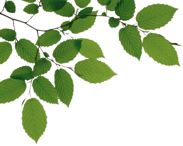 Tree Branch PNG File | PNG Mart
