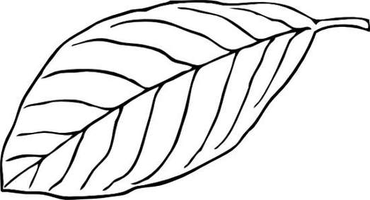 Leaf black and white clipart - ClipartFox