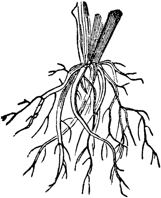 Plant With Roots Clipart - Free Clipart Images
