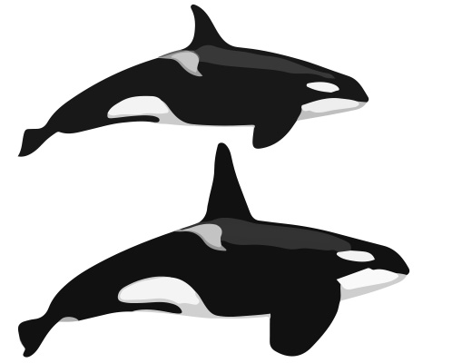 KILLER WHALES (Orcinus orca) - Physical Characteristics