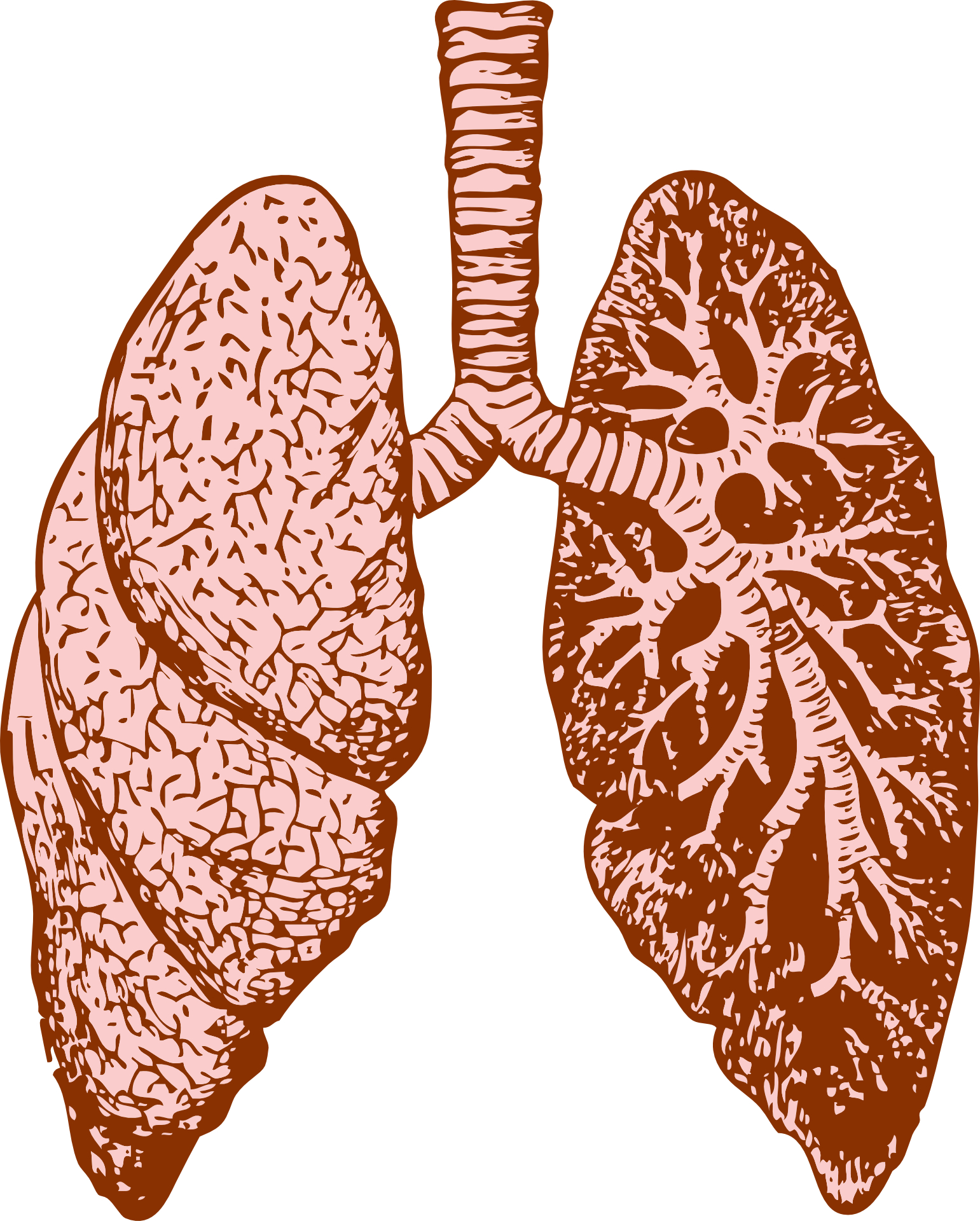 Lung outline clipart