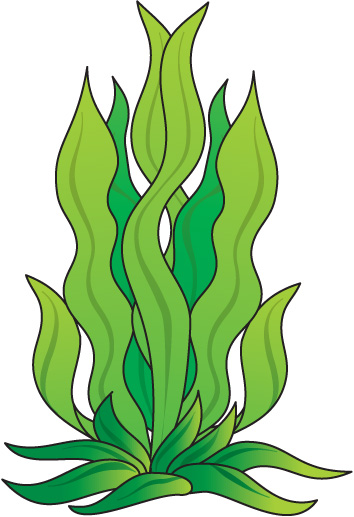 Cartoon Seaweed Clipart