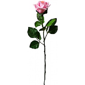 Single Stem Half Open Rose - Pale Pink | Flowers