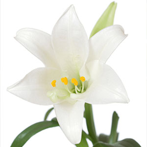 Collection Easter Lily Symbol Pictures - Jefney