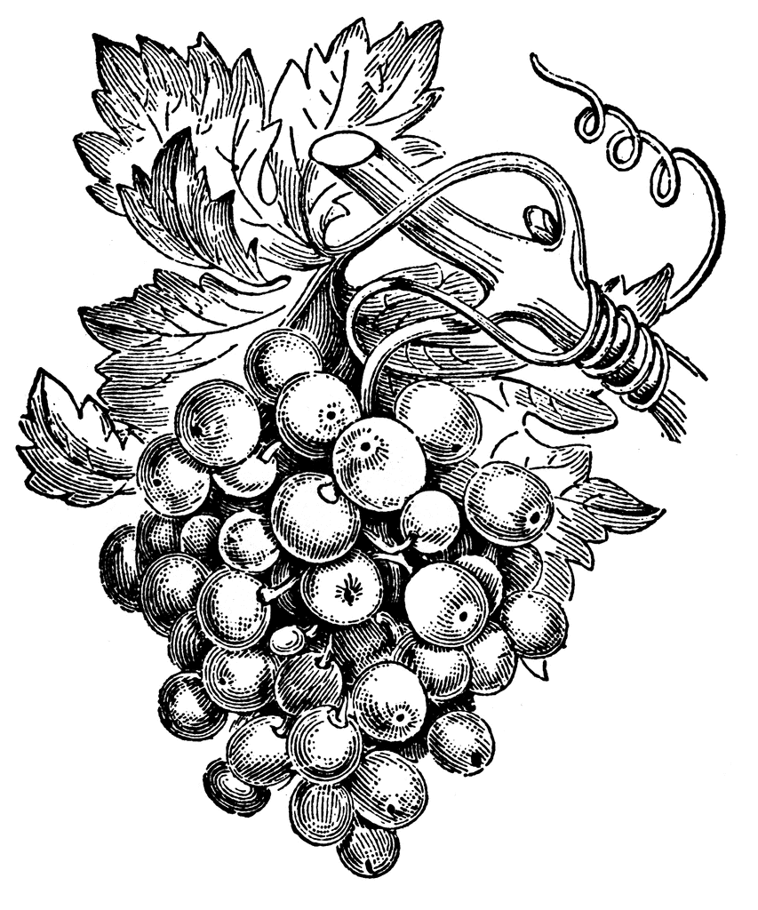 Drawing Of Grapes - ClipArt Best
