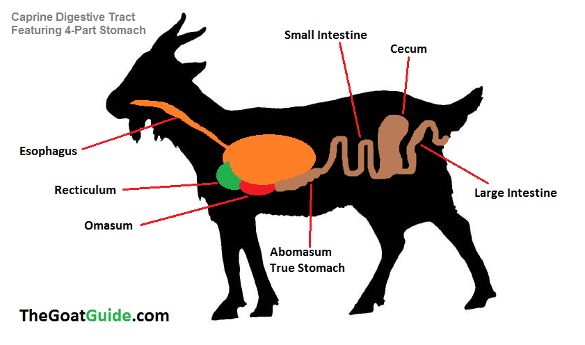 Goat Anatomy - The Goat Guide
