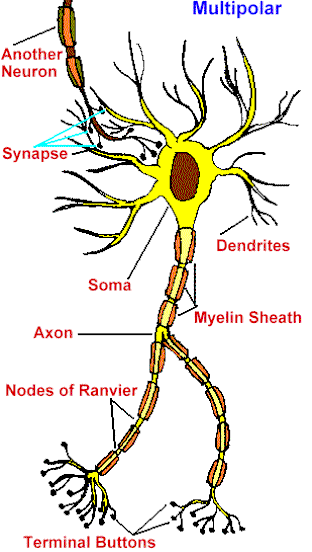 CH 11 Types of Neurons